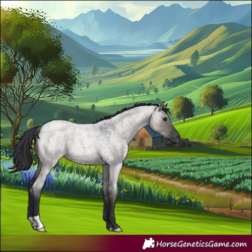 Horse Color:Grullo Roan 
