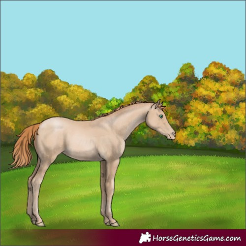 Horse Color:Smoky Black Pearl