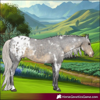 Horse Color:White Spotted Silver Smoky Black Appaloosa 