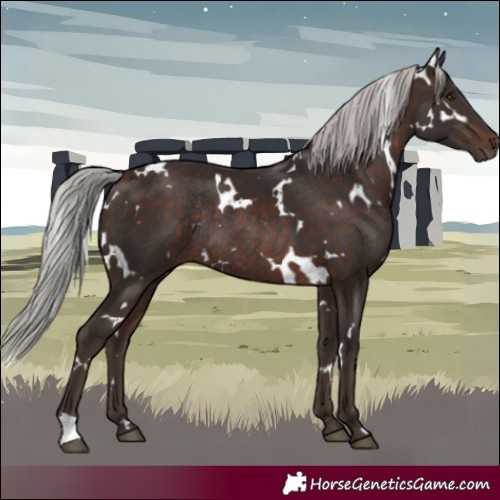 Horse Color:White Spotted Silver Brown Rabicano 