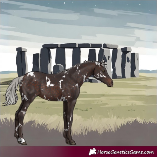 Horse Color:White Spotted Silver Brown Rabicano 