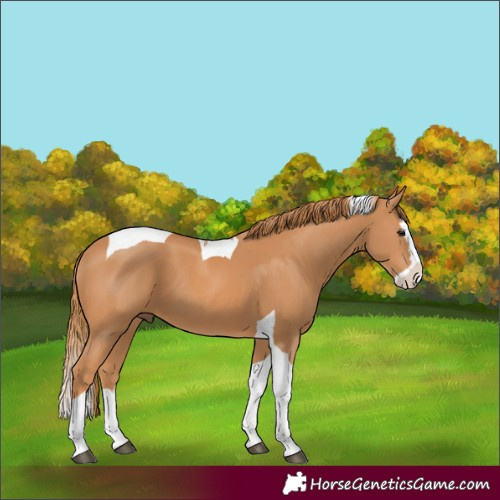Horse Color:Chestnut Splash Tobiano 