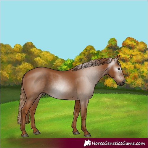 Horse Color:Gray Chestnut