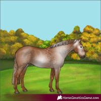 Horse Color:Gray Chestnut 