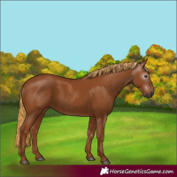 Horse Color:Gray Chestnut