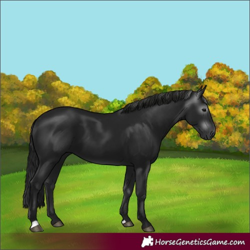 Horse Color:Gray Black