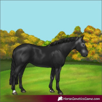 Horse Color:Gray Black