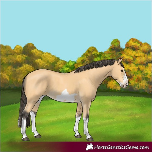 Horse Color:Buckskin Splash Frame