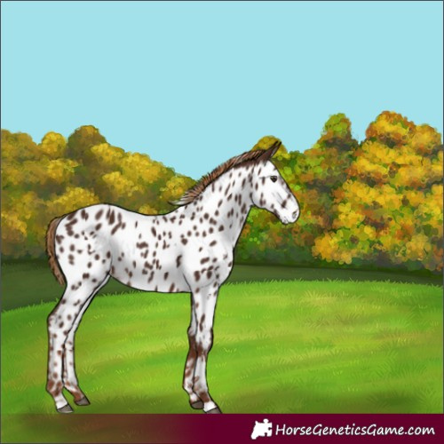 Horse Color:Gray White Spotted Chestnut Appaloosa Rabicano