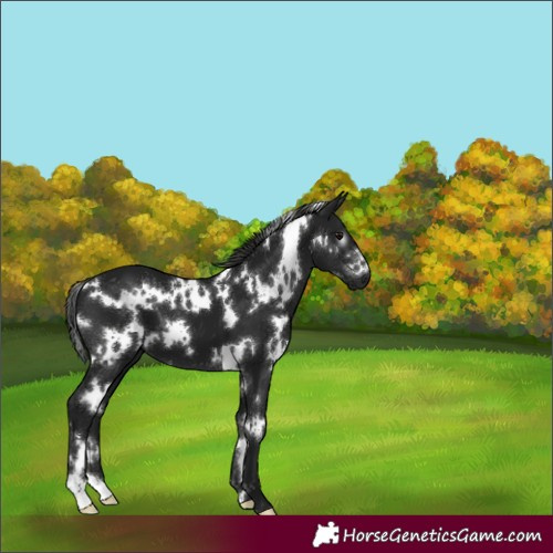 Horse Color:Gray White Spotted Black