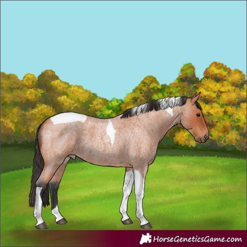Horse Color:Bay Roan Tobiano