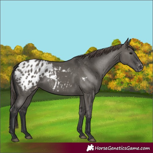 Horse Color:Grullo Appaloosa 