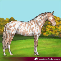 Horse Color:Gold Champagne Near Leopard  and Gold Champagne Near Leopard Rabicano 