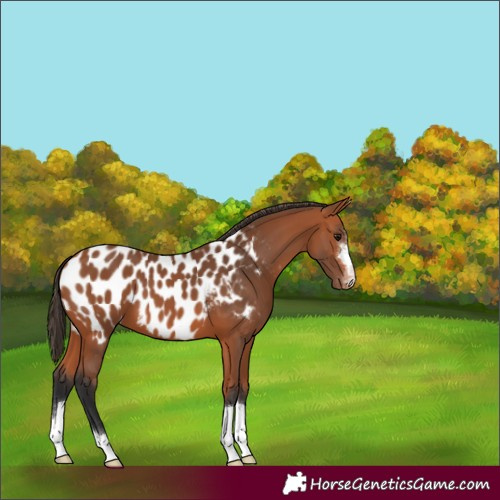 Horse Color:Bay Appaloosa