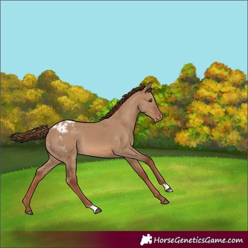 Horse Color:Red Dun Appaloosa 
