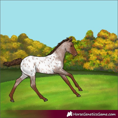 Horse Color:Red Roan Appaloosa 