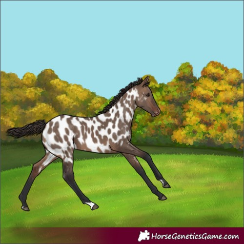 Horse Color:Brown Dun Appaloosa 