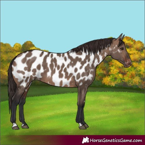 Horse Color:Brown Dun Appaloosa 