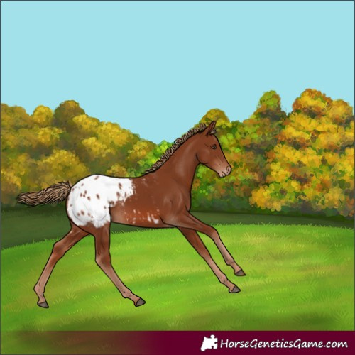Horse Color:Chestnut Appaloosa 