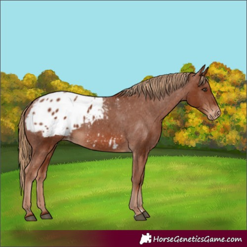 Horse Color:Chestnut Appaloosa