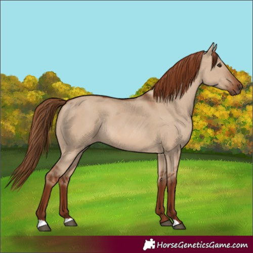 Horse Color:Red Dun Rabicano