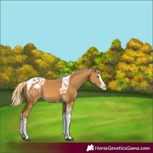 Horse Color:Palomino Splash Tobiano Varnish 