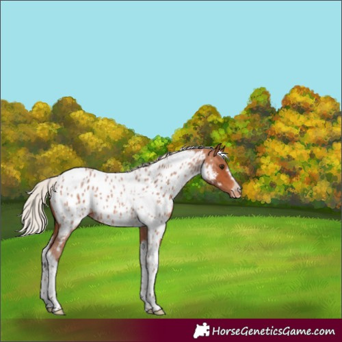 Horse Color:Silver Bay Roan Tobiano Frame Near Leopard 
