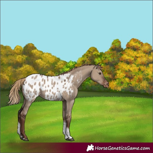 Horse Color:Liver Red Dun Tobiano Blanket 