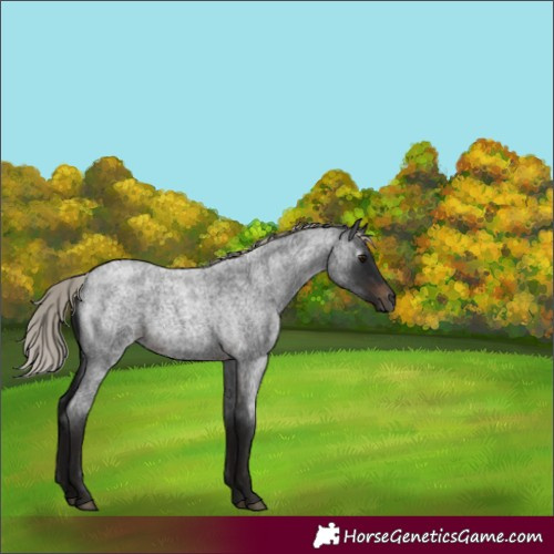 Horse Color:Gray Silver Brown Roan 