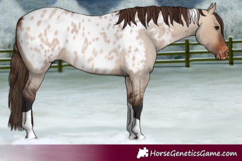 Horse Color:Bay Roan Dun Tobiano Appaloosa 