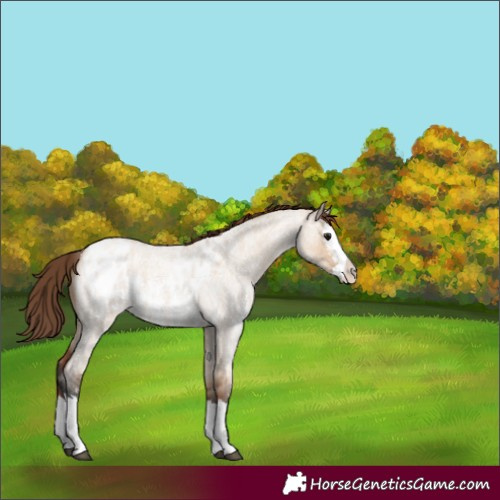 Horse Color:Bay Roan Dun Sabino Splash Skewed LP Spotted 