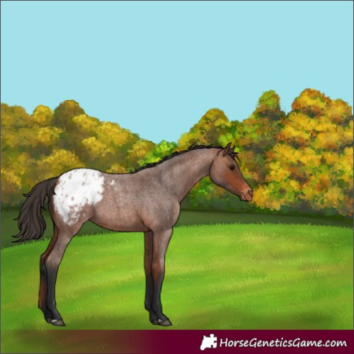 Horse Color:Bay Roan Blanket 
