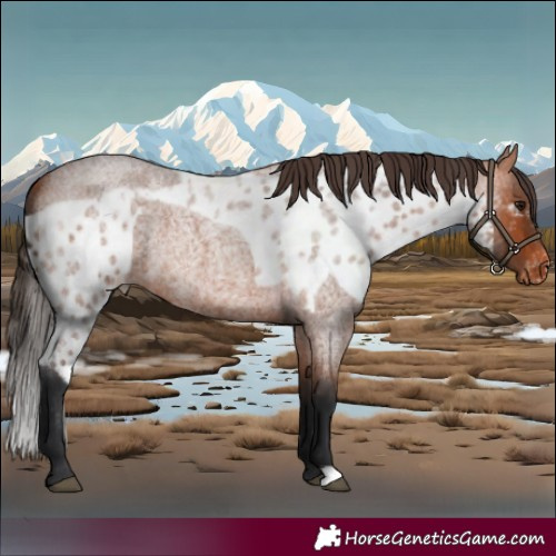 Horse Color:Bay Roan Skewed LP Spotted 