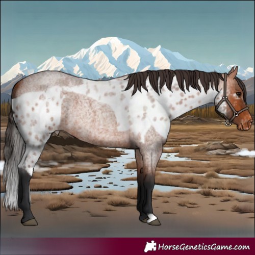 Horse Color:Bay Roan Skewed Appaloosa 