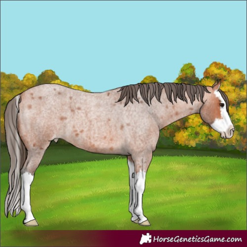 Horse Color:Bay Roan Splash Skewed Appaloosa 