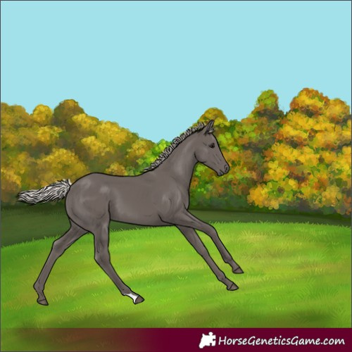 Horse Color:Silver Black 