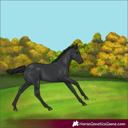 Horse Color:Black 