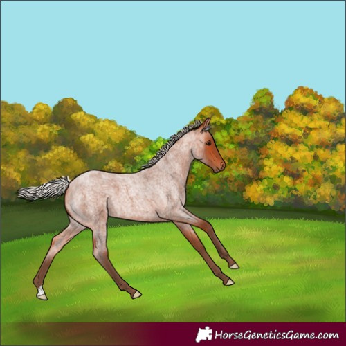 Horse Color:Silver Bay Roan