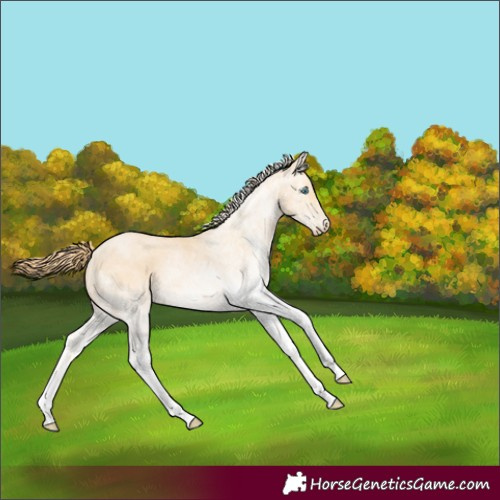 Horse Color:White Spotted Buckskin Pearl 