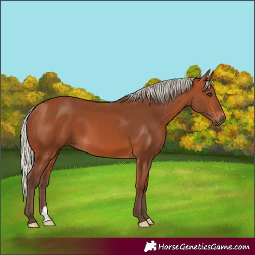 Horse Color:Silver Bay 
