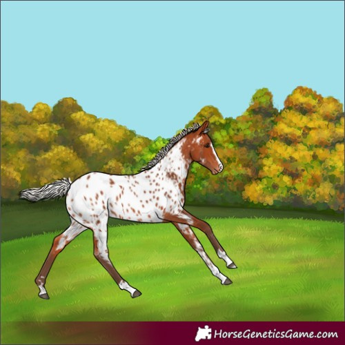 Horse Color:Silver Bay Appaloosa 