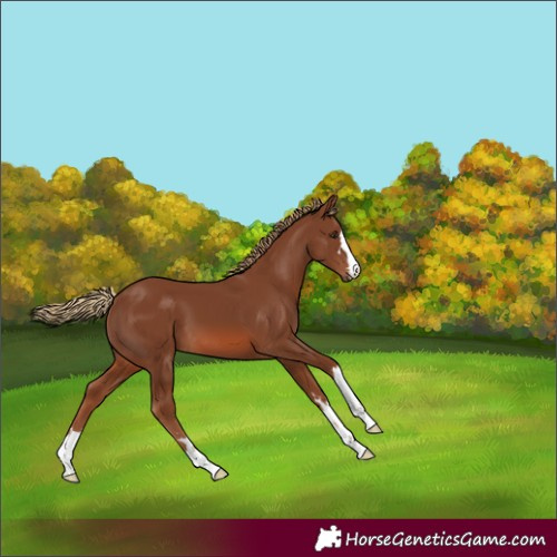 Horse Color:Chestnut 