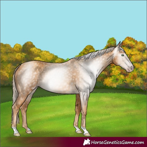 Horse Color:Gray Gold Cream Champagne 