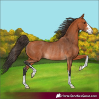 Horse Color:Bay Rabicano