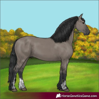 Horse Color:Grullo Sabino Rabicano
