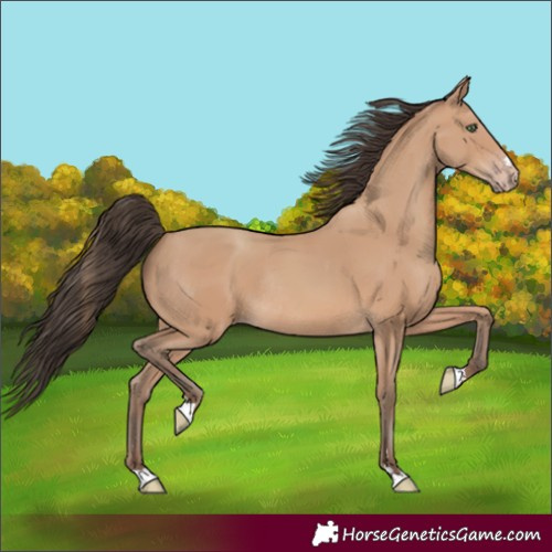 Horse Color:Amber Champagne Rabicano 