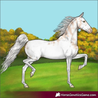 Horse Color:Silver Amber Champagne Sabino Splash Frame Appaloosa