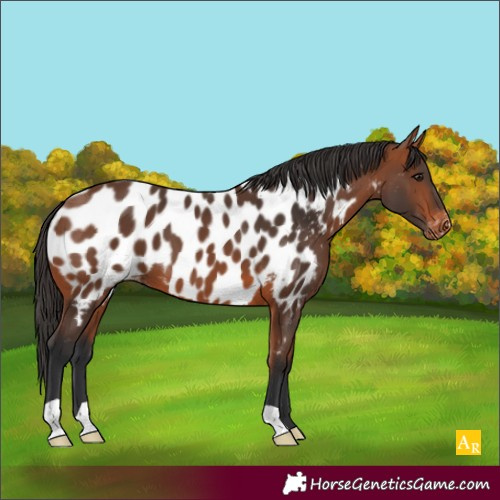 Horse Color:Bay Appaloosa 