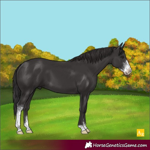 Horse Color:Smoky Black Sabino