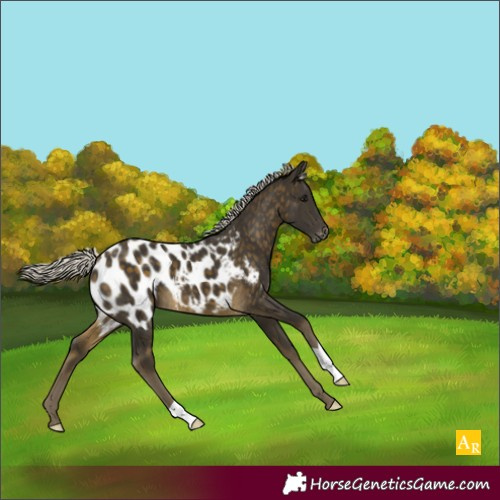 Horse Color:Silver Buckskin Blanket 